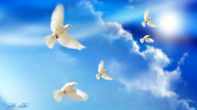 doves-peace-2